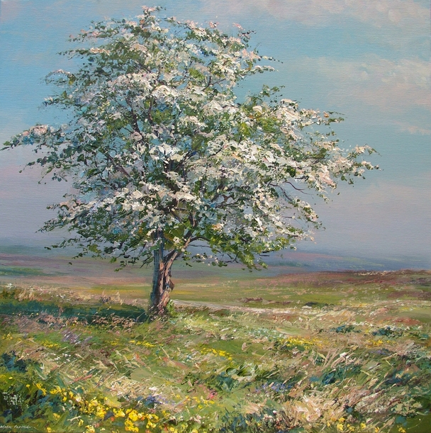 Mark Preston - hawthorn blossom, white edge moor